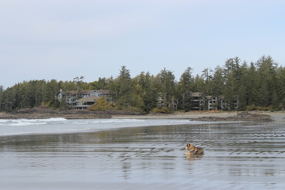 tofino