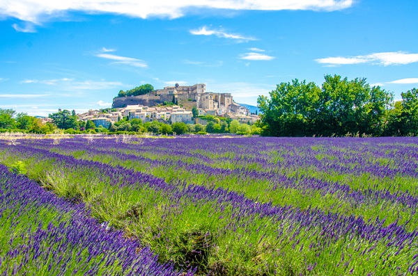 Beautiful lavender fields in rural France are a must-see